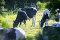 Black and white cows grazing on grass on a farm Royalty Free Stock Photo