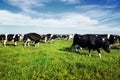 Black and white cows grazing on the green blooming field