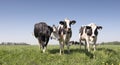 Black and white cows in green grassy dutch meadow with blue sky in the netherlands between utrecht and Leerdam Royalty Free Stock Photo