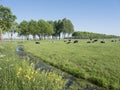Black and white cows in green grassy dutch meadow with blue sky in the netherlands between utrecht and Leerdam Royalty Free Stock Photo