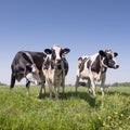 Black and white cows in green grassy dutch meadow with blue sky in the netherlands between utrecht and Leerdam Royalty Free Stock Photo