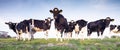 Black and white cows in green grassy meadow under blue sky in holland Royalty Free Stock Photo