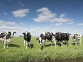 Black and white cows in green grassy meadow under blue sky near amersfoort in holland Royalty Free Stock Photo