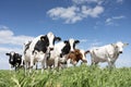 Black and white cows in green grassy meadow under blue sky near amersfoort in holland Royalty Free Stock Photo