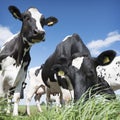 Black and white cows in green grassy meadow under blue sky near amersfoort in holland Royalty Free Stock Photo