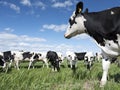 Black and white cows in green grassy meadow under blue sky near amersfoort in holland Royalty Free Stock Photo