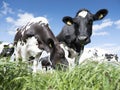 Black and white cows in green grassy meadow under blue sky near amersfoort in holland Royalty Free Stock Photo