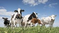 Black and white cows in green grassy meadow under blue sky near amersfoort in holland Royalty Free Stock Photo