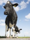 Black and white cows in green grassy meadow under blue sky near amersfoort in holland Royalty Free Stock Photo