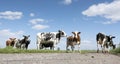 Black and white cows in green grassy meadow under blue sky near amersfoort in holland Royalty Free Stock Photo