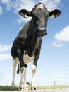 Black and white cows in green grassy meadow under blue sky near amersfoort in holland Royalty Free Stock Photo