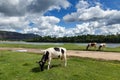 Black and white cows on green meadow with blue sky and clouds behind Royalty Free Stock Photo