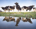 Black and white cows in green meadow reflected in water of canal under blue sky in holland Royalty Free Stock Photo