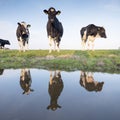 Black and white cows in green meadow reflected in water of canal under blue sky in holland Royalty Free Stock Photo