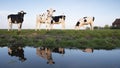 Black and white cows in green meadow reflected in water of canal under blue sky in holland Royalty Free Stock Photo