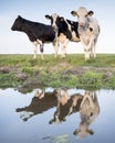 Black and white cows in green meadow reflected in water of canal under blue sky in holland Royalty Free Stock Photo