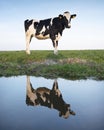 Black and white cows in green meadow reflected in water of canal under blue sky in holland Royalty Free Stock Photo