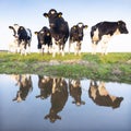 Black and white cows in green meadow reflected in water of canal under blue sky in holland Royalty Free Stock Photo