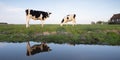 Black and white cows in green meadow reflected in water of canal under blue sky in holland Royalty Free Stock Photo