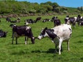 A black and white cows on a green pasture on a sunny spring day. Grazing cows on a dairy farm. Cattle. Irish agriculture,