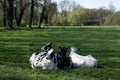 Black-and-white cows are happily ruminating in a green spring meadow Royalty Free Stock Photo