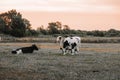 black and white cows .Holstein Friesian Cattle.dairy cows with black and white spotting.Farm animals cows graze and eat Royalty Free Stock Photo