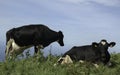 Black and white cows with huge udders on top of the mountain overlooking the Atlantic Ocean. On the island of Sao Miguel, Azores, Royalty Free Stock Photo