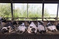 Black and white cows lie in stable with green background
