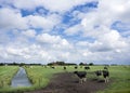 Black and white cows in meadow near canal in dutch province of f