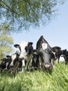 Black and white cows in meadow seen through green grass against blue sky in holland Royalty Free Stock Photo