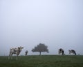 Black and white cows in misty morning meadow near tree silhouette Royalty Free Stock Photo