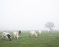 Black and white cows in misty morning meadow near tree silhouette Royalty Free Stock Photo