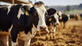 Black and white cows with numbers eating grass in stalls and young farm workers standing and communicating at background.