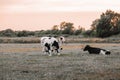 black and white cows in the pasture.Holstein Friesian Cattle.dairy cows with black and white spotting.Farm animals Royalty Free Stock Photo