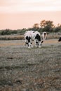 black and white cows in the pasture.Holstein Friesian Cattle.dairy cows with black and white spotting.Farm animals cows Royalty Free Stock Photo