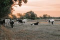 black and white cows in the pasture.Holstein Friesian Cattle.dairy cows with black and white spotting.Farm animals. herd Royalty Free Stock Photo