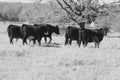 Black and White Cows