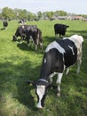 Black and white cows in spring meadow near gelderse vallei between leusden and barneveld in holland Royalty Free Stock Photo