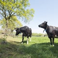 Black and white cows in spring meadow near gelderse vallei between leusden and barneveld in holland Royalty Free Stock Photo