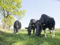 Black and white cows in spring meadow near gelderse vallei between leusden and barneveld in holland Royalty Free Stock Photo