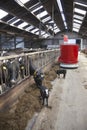 Black and white cows in stable feed from feeding robot Royalty Free Stock Photo