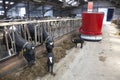 Black and white cows in stable feed from feeding robot Royalty Free Stock Photo