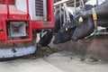 Black and white cows in stable reach for food from feeding robot Royalty Free Stock Photo