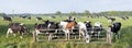 Black and white cows under blue sky in dutch green grassy meadow on sunny spring day Royalty Free Stock Photo