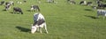 Black and white cows under blue sky in dutch green grassy meadow on sunny spring day Royalty Free Stock Photo