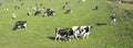 Black and white cows under blue sky in dutch green grassy meadow on sunny spring day Royalty Free Stock Photo