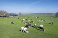 Black and white cows under blue sky in dutch green grassy meadow on sunny spring day Royalty Free Stock Photo