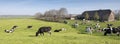 Black and white cows under blue sky in dutch green grassy meadow on sunny spring day Royalty Free Stock Photo