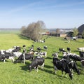 Black and white cows under blue sky in dutch green grassy meadow on sunny spring day Royalty Free Stock Photo