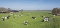 Black and white cows under blue sky in dutch green grassy meadow on sunny spring day Royalty Free Stock Photo